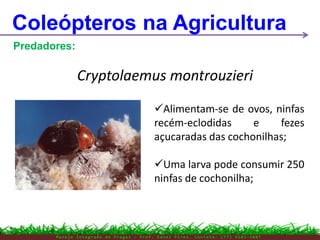 M a n e j o I n t e g r a d o d e P r a g a s – P r o f . E d n e i P i r e s . C o n t a t o : ( 7 7 ) 9 1 0 3 - 3 8 0 7
Coleópteros na Agricultura
Predadores:
Cryptolaemus montrouzieri
Alimentam-se de ovos, ninfas
recém-eclodidas e fezes
açucaradas das cochonilhas;
Uma larva pode consumir 250
ninfas de cochonilha;
 