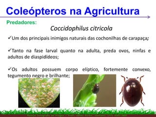 M a n e j o I n t e g r a d o d e P r a g a s – P r o f . E d n e i P i r e s . C o n t a t o : ( 7 7 ) 9 1 0 3 - 3 8 0 7
Coleópteros na Agricultura
Predadores:
Coccidophilus citricola
Um dos principais inimigos naturais das cochonilhas de carapaça;
Tanto na fase larval quanto na adulta, preda ovos, ninfas e
adultos de diaspidídeos;
Os adultos possuem corpo elíptico, fortemente convexo,
tegumento negro e brilhante;
 