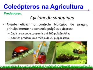 M a n e j o I n t e g r a d o d e P r a g a s – P r o f . E d n e i P i r e s . C o n t a t o : ( 7 7 ) 9 1 0 3 - 3 8 0 7
Coleópteros na Agricultura
Predadores:
Cycloneda sanguinea
• Agente eficaz no controle biológico de pragas,
principalmente no controle pulgões e ácaros;
– Cada larva pode consumir até 200 pulgões/dia;
– Adultos predam uma média de 20 pulgões/dia.
 