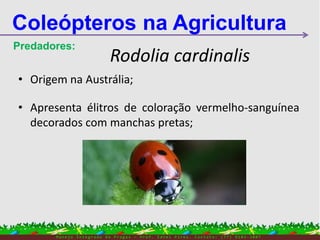 M a n e j o I n t e g r a d o d e P r a g a s – P r o f . E d n e i P i r e s . C o n t a t o : ( 7 7 ) 9 1 0 3 - 3 8 0 7
Coleópteros na Agricultura
Predadores:
Rodolia cardinalis
• Origem na Austrália;
• Apresenta élitros de coloração vermelho-sanguínea
decorados com manchas pretas;
 
