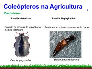 M a n e j o I n t e g r a d o d e P r a g a s – P r o f . E d n e i P i r e s . C o n t a t o : ( 7 7 ) 9 1 0 3 - 3 8 0 7
Coleópteros na Agricultura
Predadores:
Carcinops pumilio
Família Histeridae
Predam ácaros; larvas de moscas de frutas.
Belonuchus rufipennis
Família Staphylinidae
Controle de moscas de importância
médica-veterinária
 