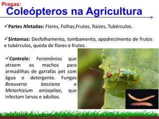 M a n e j o I n t e g r a d o d e P r a g a s – P r o f . E d n e i P i r e s . C o n t a t o : ( 7 7 ) 9 1 0 3 - 3 8 0 7
Coleópteros na Agricultura
Pragas:
Partes Afetadas: Flores, Folhas,Frutos, Raízes, Tubérculos.
Sintomas: Desfolhamento, tombamento, apodrecimento de frutos
e tubérculos, queda de flores e frutos.
Controle: Feromônios que
atraem os machos para
armadilhas de garrafas pet com
água e detergente. Fungos
Beauveria bassiana e
Metarhizium anisopliae, que
infectam larvas e adultos.
 