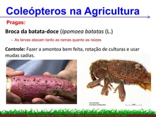 M a n e j o I n t e g r a d o d e P r a g a s – P r o f . E d n e i P i r e s . C o n t a t o : ( 7 7 ) 9 1 0 3 - 3 8 0 7
Coleópteros na Agricultura
Pragas:
Broca da batata-doce (Ipomoea batatas (L.)
- As larvas atacam tanto as ramas quanto as raízes
Controle: Fazer a amontoa bem feita, rotação de culturas e usar
mudas sadias.
 