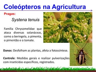 M a n e j o I n t e g r a d o d e P r a g a s – P r o f . E d n e i P i r e s . C o n t a t o : ( 7 7 ) 9 1 0 3 - 3 8 0 7
Coleópteros na Agricultura
Pragas:
Danos: Desfolham as plantas, afeta a fotossíntese.
Controle: Medidas gerais e realizar pulverizações
com inseticidas específicos, registrados.
Família Chrysomelidae que
ataca diversas solanáceas,
como a beringela, a pimenta,
o pimentão e o tomate.
Systena tenuis
 