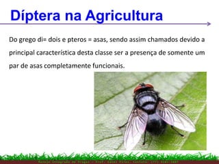 M a n e j o I n t e g r a d o d e P r a g a s – P r o f . E d n e i P i r e s . C o n t a t o : ( 7 7 ) 9 1 0 3 - 3 8 0 7
Díptera na Agricultura
Do grego di= dois e pteros = asas, sendo assim chamados devido a
principal característica desta classe ser a presença de somente um
par de asas completamente funcionais.
 