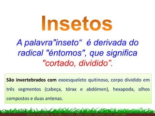 M a n e j o I n t e g r a d o d e P r a g a s – P r o f . E d n e i P i r e s . C o n t a t o : ( 7 7 ) 9 1 0 3 - 3 8 0 7
A palavra"inseto“ é derivada do
radical "éntomos", que significa
"cortado, dividido”.
São invertebrados com exoesqueleto quitinoso, corpo dividido em
três segmentos (cabeça, tórax e abdómen), hexapoda, olhos
compostos e duas antenas.
São invertebrados com exoesqueleto quitinoso, corpo dividido em
três segmentos (cabeça, tórax e abdómen), hexapoda, olhos
compostos e duas antenas.
 
