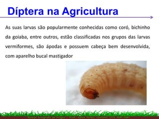 M a n e j o I n t e g r a d o d e P r a g a s – P r o f . E d n e i P i r e s . C o n t a t o : ( 7 7 ) 9 1 0 3 - 3 8 0 7
As suas larvas são popularmente conhecidas como coró, bichinho
da goiaba, entre outros, estão classificadas nos grupos das larvas
vermiformes, são ápodas e possuem cabeça bem desenvolvida,
com aparelho bucal mastigador
Díptera na Agricultura
 
