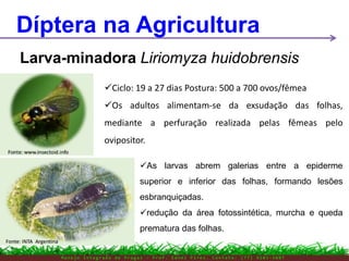 M a n e j o I n t e g r a d o d e P r a g a s – P r o f . E d n e i P i r e s . C o n t a t o : ( 7 7 ) 9 1 0 3 - 3 8 0 7
Díptera na Agricultura
Larva-minadora Liriomyza huidobrensis
Ciclo: 19 a 27 dias Postura: 500 a 700 ovos/fêmea
Os adultos alimentam-se da exsudação das folhas,
mediante a perfuração realizada pelas fêmeas pelo
ovipositor.
As larvas abrem galerias entre a epiderme
superior e inferior das folhas, formando lesões
esbranquiçadas.
redução da área fotossintética, murcha e queda
prematura das folhas.
 