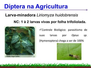 M a n e j o I n t e g r a d o d e P r a g a s – P r o f . E d n e i P i r e s . C o n t a t o : ( 7 7 ) 9 1 0 3 - 3 8 0 7
Díptera na Agricultura
Larva-minadora Liriomyza huidobrensis
NC: 1 à 2 larvas vivas por folha trifoliolada.
Controle Biológico: parasitismo de
suas larvas por Opius sp.
(Hymenoptera) chega a ser de 100%
 