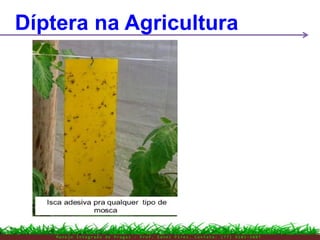 M a n e j o I n t e g r a d o d e P r a g a s – P r o f . E d n e i P i r e s . C o n t a t o : ( 7 7 ) 9 1 0 3 - 3 8 0 7
Díptera na Agricultura
 