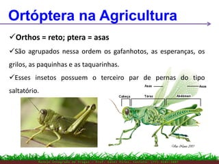 M a n e j o I n t e g r a d o d e P r a g a s – P r o f . E d n e i P i r e s . C o n t a t o : ( 7 7 ) 9 1 0 3 - 3 8 0 7
Ortóptera na Agricultura
Orthos = reto; ptera = asas
São agrupados nessa ordem os gafanhotos, as esperanças, os
grilos, as paquinhas e as taquarinhas.
Esses insetos possuem o terceiro par de pernas do tipo
saltatório.
 