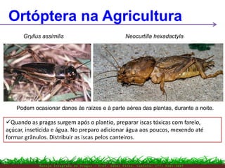 M a n e j o I n t e g r a d o d e P r a g a s – P r o f . E d n e i P i r e s . C o n t a t o : ( 7 7 ) 9 1 0 3 - 3 8 0 7
Ortóptera na Agricultura
Gryllus assimilis Neocurtilla hexadactyla
Podem ocasionar danos às raízes e à parte aérea das plantas, durante a noite.
Quando as pragas surgem após o plantio, preparar iscas tóxicas com farelo,
açúcar, inseticida e água. No preparo adicionar água aos poucos, mexendo até
formar grânulos. Distribuir as iscas pelos canteiros.
 