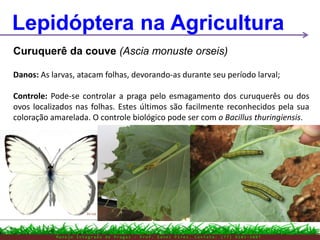 M a n e j o I n t e g r a d o d e P r a g a s – P r o f . E d n e i P i r e s . C o n t a t o : ( 7 7 ) 9 1 0 3 - 3 8 0 7
Lepidóptera na Agricultura
Curuquerê da couve (Ascia monuste orseis)
Danos: As larvas, atacam folhas, devorando-as durante seu período larval;
Controle: Pode-se controlar a praga pelo esmagamento dos curuquerês ou dos
ovos localizados nas folhas. Estes últimos são facilmente reconhecidos pela sua
coloração amarelada. O controle biológico pode ser com o Bacillus thuringiensis.
 