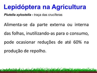 M a n e j o I n t e g r a d o d e P r a g a s – P r o f . E d n e i P i r e s . C o n t a t o : ( 7 7 ) 9 1 0 3 - 3 8 0 7
Lepidóptera na Agricultura
Plutella xylostella - traça das crucíferas
Alimenta-se da parte externa ou interna
das folhas, inutilizando-as para o consumo,
pode ocasionar reduções de até 60% na
produção de repolho.
 