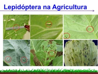 M a n e j o I n t e g r a d o d e P r a g a s – P r o f . E d n e i P i r e s . C o n t a t o : ( 7 7 ) 9 1 0 3 - 3 8 0 7
Lepidóptera na Agricultura
 