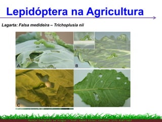 M a n e j o I n t e g r a d o d e P r a g a s – P r o f . E d n e i P i r e s . C o n t a t o : ( 7 7 ) 9 1 0 3 - 3 8 0 7
Lepidóptera na Agricultura
Lagarta: Falsa medideira – Trichoplusia nii
 