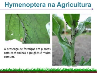 Hymenoptera na Agricultura
M a n e j o I n t e g r a d o d e P r a g a s – P r o f . E d n e i P i r e s . C o n t a t o : ( 7 7 ) 9 1 0 3 - 3 8 0 7
A presença de formigas em plantas
com cochonilhas e pulgões é muito
comum.
 