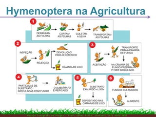 Hymenoptera na Agricultura
M a n e j o I n t e g r a d o d e P r a g a s – P r o f . E d n e i P i r e s . C o n t a t o : ( 7 7 ) 9 1 0 3 - 3 8 0 7
 