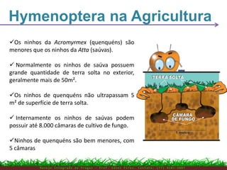 Hymenoptera na Agricultura
M a n e j o I n t e g r a d o d e P r a g a s – P r o f . E d n e i P i r e s . C o n t a t o : ( 7 7 ) 9 1 0 3 - 3 8 0 7
Os ninhos da Acromyrmex (quenquéns) são
menores que os ninhos da Atta (saúvas).
 Normalmente os ninhos de saúva possuem
grande quantidade de terra solta no exterior,
geralmente mais de 50m².
Os ninhos de quenquéns não ultrapassam 5
m² de superfície de terra solta.
 Internamente os ninhos de saúvas podem
possuir até 8.000 câmaras de cultivo de fungo.
Ninhos de quenquéns são bem menores, com
5 câmaras
 