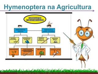 Hymenoptera na Agricultura
M a n e j o I n t e g r a d o d e P r a g a s – P r o f . E d n e i P i r e s . C o n t a t o : ( 7 7 ) 9 1 0 3 - 3 8 0 7
 