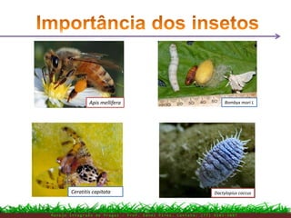 M a n e j o I n t e g r a d o d e P r a g a s – P r o f . E d n e i P i r e s . C o n t a t o : ( 7 7 ) 9 1 0 3 - 3 8 0 7
Ceratitis capitata Dactylopius coccus
Bombyx mori LApis mellifera
 