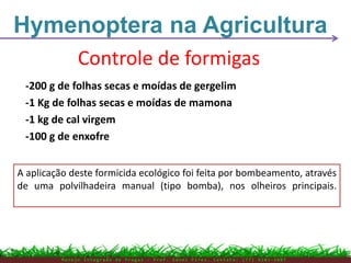 Controle de formigas
-200 g de folhas secas e moídas de gergelim
-1 Kg de folhas secas e moídas de mamona
-1 kg de cal virgem
-100 g de enxofre
A aplicação deste formicida ecológico foi feita por bombeamento, através
de uma polvilhadeira manual (tipo bomba), nos olheiros principais.
Hymenoptera na Agricultura
M a n e j o I n t e g r a d o d e P r a g a s – P r o f . E d n e i P i r e s . C o n t a t o : ( 7 7 ) 9 1 0 3 - 3 8 0 7
 