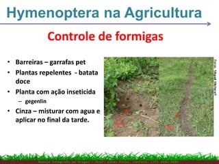 • Barreiras – garrafas pet
• Plantas repelentes - batata
doce
• Planta com ação inseticida
– gegenlin
• Cinza – misturar com agua e
aplicar no final da tarde.
Controle de formigas
Hymenoptera na Agricultura
M a n e j o I n t e g r a d o d e P r a g a s – P r o f . E d n e i P i r e s . C o n t a t o : ( 7 7 ) 9 1 0 3 - 3 8 0 7
 