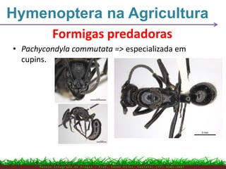 • Pachycondyla commutata => especializada em
cupins.
Formigas predadoras
Hymenoptera na Agricultura
M a n e j o I n t e g r a d o d e P r a g a s – P r o f . E d n e i P i r e s . C o n t a t o : ( 7 7 ) 9 1 0 3 - 3 8 0 7
 