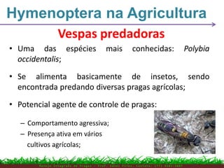 • Uma das espécies mais conhecidas: Polybia
occidentalis;
• Se alimenta basicamente de insetos, sendo
encontrada predando diversas pragas agrícolas;
• Potencial agente de controle de pragas:
– Comportamento agressiva;
– Presença ativa em vários
cultivos agrícolas;
M a n e j o I n t e g r a d o d e P r a g a s – P r o f . E d n e i P i r e s . C o n t a t o : ( 7 7 ) 9 1 0 3 - 3 8 0 7
Vespas predadoras
Hymenoptera na Agricultura
 