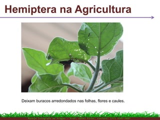 Hemiptera na Agricultura
M a n e j o I n t e g r a d o d e P r a g a s – P r o f . E d n e i P i r e s . C o n t a t o : ( 7 7 ) 9 1 0 3 - 3 8 0 7
Deixam buracos arredondados nas folhas, flores e caules.
 