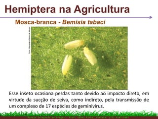 Hemiptera na Agricultura
M a n e j o I n t e g r a d o d e P r a g a s – P r o f . E d n e i P i r e s . C o n t a t o : ( 7 7 ) 9 1 0 3 - 3 8 0 7
Mosca-branca - Bemisia tabaci
Esse inseto ocasiona perdas tanto devido ao impacto direto, em
virtude da sucção de seiva, como indireto, pela transmissão de
um complexo de 17 espécies de geminivírus.
 