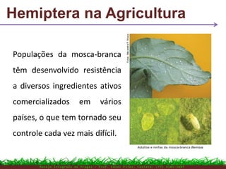 Hemiptera na Agricultura
M a n e j o I n t e g r a d o d e P r a g a s – P r o f . E d n e i P i r e s . C o n t a t o : ( 7 7 ) 9 1 0 3 - 3 8 0 7
Populações da mosca-branca
têm desenvolvido resistência
a diversos ingredientes ativos
comercializados em vários
países, o que tem tornado seu
controle cada vez mais difícil.
 