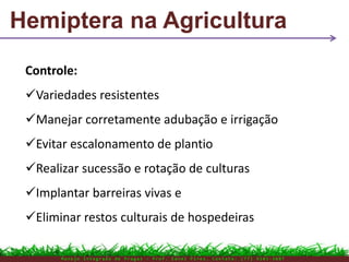 Hemiptera na Agricultura
M a n e j o I n t e g r a d o d e P r a g a s – P r o f . E d n e i P i r e s . C o n t a t o : ( 7 7 ) 9 1 0 3 - 3 8 0 7
Controle:
Variedades resistentes
Manejar corretamente adubação e irrigação
Evitar escalonamento de plantio
Realizar sucessão e rotação de culturas
Implantar barreiras vivas e
Eliminar restos culturais de hospedeiras
 