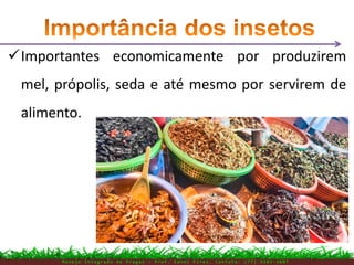 M a n e j o I n t e g r a d o d e P r a g a s – P r o f . E d n e i P i r e s . C o n t a t o : ( 7 7 ) 9 1 0 3 - 3 8 0 7
Importantes economicamente por produzirem
mel, própolis, seda e até mesmo por servirem de
alimento.
 