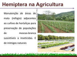 Hemiptera na Agricultura
M a n e j o I n t e g r a d o d e P r a g a s – P r o f . E d n e i P i r e s . C o n t a t o : ( 7 7 ) 9 1 0 3 - 3 8 0 7
Manutenção de áreas de
mata (refúgio) adjacentes
ao cultivo de hortaliças para
preservação de populações
de moscas-branca
suscetíveis a inseticidas. E
de inimigos naturais
 