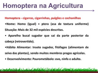 Homoptera - cigarras, cigarrinhas, pulgões e cochonilhas
•Nome: Homo (igual) + ptera (asa de textura uniforme)
Situação: Mais de 32 mil espécies descritas.
• Aparelho bucal sugador que sai da parte posterior da
cabeça (retrovertido).
•Hábito Alimentar: Inseto sugador, fitófagos (alimentam de
seiva das plantas), sendo muitos membros pragas agrícolas.
• Desenvolvimento: Paurometábolo: ovo, ninfa e adulto.
Homoptera na Agricultura
M a n e j o I n t e g r a d o d e P r a g a s – P r o f . E d n e i P i r e s . C o n t a t o : ( 7 7 ) 9 1 0 3 - 3 8 0 7
 