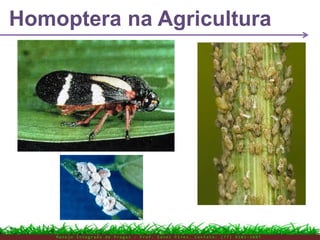 Homoptera na Agricultura
M a n e j o I n t e g r a d o d e P r a g a s – P r o f . E d n e i P i r e s . C o n t a t o : ( 7 7 ) 9 1 0 3 - 3 8 0 7
 