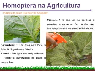 Homoptera na Agricultura
M a n e j o I n t e g r a d o d e P r a g a s – P r o f . E d n e i P i r e s . C o n t a t o : ( 7 7 ) 9 1 0 3 - 3 8 0 7
Pulgões-da-couve (Brevicoryne brassicae)
Controle: 1 ml para um litro de água e
pulverizar a couve no fim do dia. xAs
folhosas podem ser consumidas 24h depois.
Samambaia: 1 l de água para 250g de
folha. No fogo durante 30 mim..
Arruda: 1 l de agua para 100g de folhas
- Repetir a pulverização no prazo de
quinze dias.
 