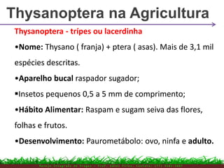 Thysanoptera - trípes ou lacerdinha
•Nome: Thysano ( franja) + ptera ( asas). Mais de 3,1 mil
espécies descritas.
•Aparelho bucal raspador sugador;
Insetos pequenos 0,5 a 5 mm de comprimento;
•Hábito Alimentar: Raspam e sugam seiva das flores,
folhas e frutos.
•Desenvolvimento: Paurometábolo: ovo, ninfa e adulto.
Thysanoptera na Agricultura
M a n e j o I n t e g r a d o d e P r a g a s – P r o f . E d n e i P i r e s . C o n t a t o : ( 7 7 ) 9 1 0 3 - 3 8 0 7
 