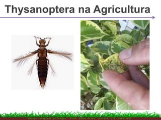 Thysanoptera na Agricultura
M a n e j o I n t e g r a d o d e P r a g a s – P r o f . E d n e i P i r e s . C o n t a t o : ( 7 7 ) 9 1 0 3 - 3 8 0 7
 