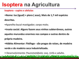 Isoptera - cupins e aleluias
•Nome: Iso (igual) + ptera ( asas), Mais de 1,7 mil espécies
descritas.
•Aparelho bucal mastigador; corpo mole;
•inseto social. Alguns fazem seus ninhos subterrâneos, outros
aqueles murundus enormes nos campos e outras dentro da
própria madeira.
•Hábito Alimentar: Fitófago - são pragas de raízes, de madeira
verde e de madeira seca industrializada.
• Desenvolvimento: Paurometábolo: ovo, ninfa e adulto.
Isoptera na Agricultura
M a n e j o I n t e g r a d o d e P r a g a s – P r o f . E d n e i P i r e s . C o n t a t o : ( 7 7 ) 9 1 0 3 - 3 8 0 7
 