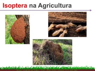 Isoptera na Agricultura
M a n e j o I n t e g r a d o d e P r a g a s – P r o f . E d n e i P i r e s . C o n t a t o : ( 7 7 ) 9 1 0 3 - 3 8 0 7
 