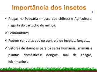  Pragas na Pecuária (mosca dos chifres) e Agricultura,
(lagarta do cartucho do milho);
 Polinizadores
 Podem ser utilizados no controle de insetos, fungos...
 Vetores de doenças para os seres humanos, animais e
plantas domésticas: dengue, mal de chagas,
leishmaniose.
M a n e j o I n t e g r a d o d e P r a g a s – P r o f . E d n e i P i r e s . C o n t a t o : ( 7 7 ) 9 1 0 3 - 3 8 0 7
 
