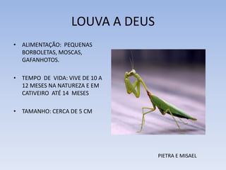 LOUVA A DEUS
• ALIMENTAÇÃO: PEQUENAS
BORBOLETAS, MOSCAS,
GAFANHOTOS.
• TEMPO DE VIDA: VIVE DE 10 A
12 MESES NA NATUREZA E EM
CATIVEIRO ATÉ 14 MESES
• TAMANHO: CERCA DE 5 CM

PIETRA E MISAEL

 