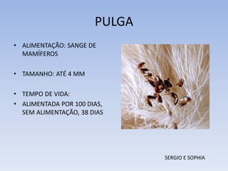 PULGA
• ALIMENTAÇÃO: SANGE DE
MAMÍFEROS
• TAMANHO: ATÉ 4 MM
• TEMPO DE VIDA:
• ALIMENTADA POR 100 DIAS,
SEM ALIMENTAÇÃO, 38 DIAS

SERGIO E SOPHIA

 