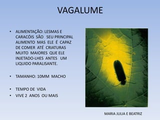 VAGALUME
• ALIMENTAÇÃO: LESMAS E
CARACÓIS SÃO SEU PRINCIPAL
ALIMENTO MAS ELE É CAPAZ
DE COMER ATÉ CRIATURAS
MUITO MAIORES QUE ELE
INJETADO-LHES ANTES UM
LIQUIDO PARALISANTE.
• TAMANHO: 10MM MACHO
• TEMPO DE VIDA
• VIVE 2 ANOS OU MAIS

MARIA JULIA E BEATRIZ

 