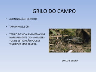 GRILO DO CAMPO
• ALIMENTAÇÃO: DETRITOS
• TAMANHO:2,5 CM

• TEMPO DE VIDA: EM MEDIA VIVE
NORMALMENTE DE 4 A 6 MESES.
*OS DE ESTIMAÇÃO PODEM
VIVER POR MAIS TEMPO.

EMILLY E BRUNA

 