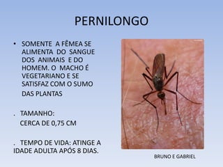 PERNILONGO
• SOMENTE A FÊMEA SE
ALIMENTA DO SANGUE
DOS ANIMAIS E DO
HOMEM. O MACHO É
VEGETARIANO E SE
SATISFAZ COM O SUMO
DAS PLANTAS
. TAMANHO:
CERCA DE 0,75 CM
. TEMPO DE VIDA: ATINGE A
IDADE ADULTA APÓS 8 DIAS.

BRUNO E GABRIEL

 
