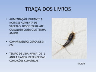 TRAÇA DOS LIVROS
• ALIMENTAÇÃO: DURANTE A
NOITE SE ALIMENTA DE
VEGETAIS, DESDE FOLHA ATÉ
QUALQUER COISA QUE TENHA
AMIDO.
• COMPRIMENTO: CERCA DE 3
CM
• TEMPO DE VIDA: VARIA DE 1
ANO A 8 ANOS. DEPENDE DAS
CONDIÇÕES CLIMÁTICAS
VICTOR

 