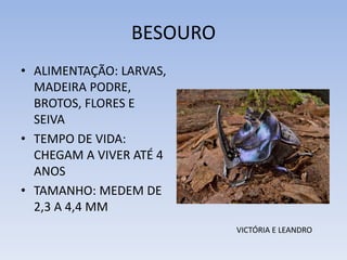 BESOURO
• ALIMENTAÇÃO: LARVAS,
MADEIRA PODRE,
BROTOS, FLORES E
SEIVA
• TEMPO DE VIDA:
CHEGAM A VIVER ATÉ 4
ANOS
• TAMANHO: MEDEM DE
2,3 A 4,4 MM
VICTÓRIA E LEANDRO

 